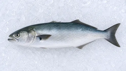 Blaufisch