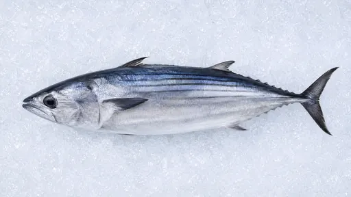 Bonito