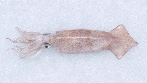 Tintenfisch