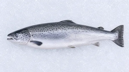 Lachs