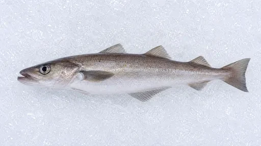 Frische Ware: Wittling