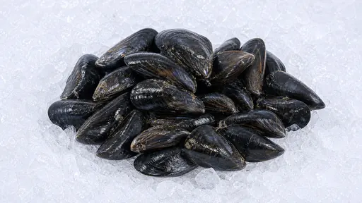 Muscheln
