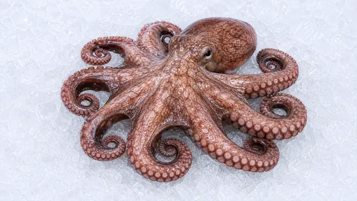 Oktopus