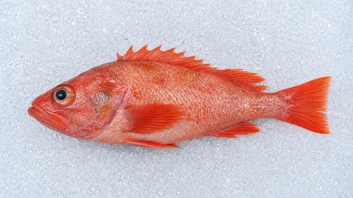 Rotbarsch