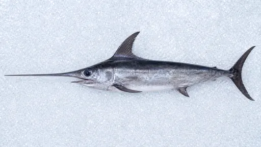 Schwertfisch