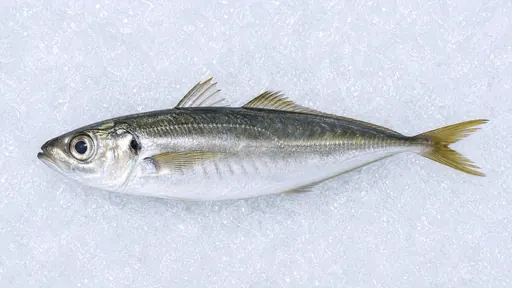 Stöcker