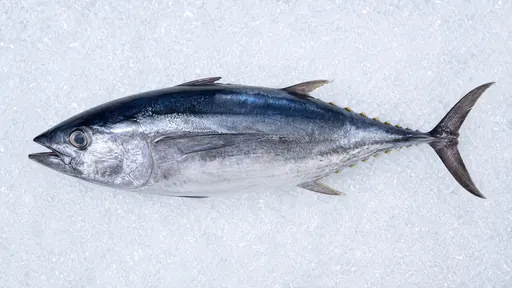 Thunfisch