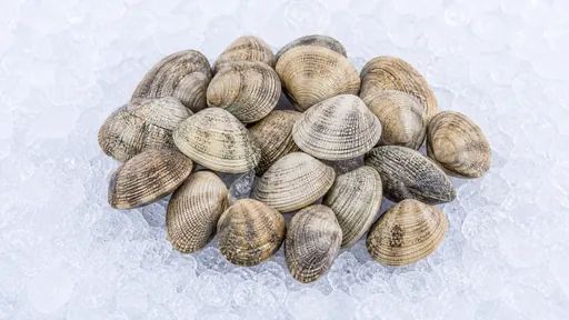 Venusmuscheln